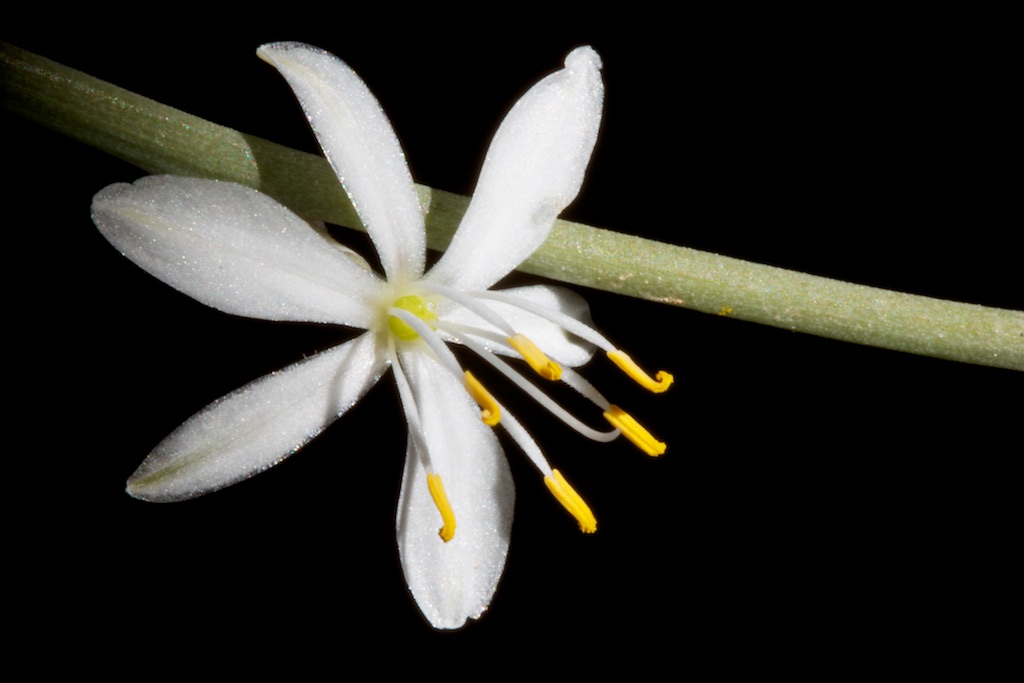 Spider Plant Flower